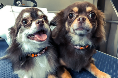 Hondentrimsalon Linden Lubbeek