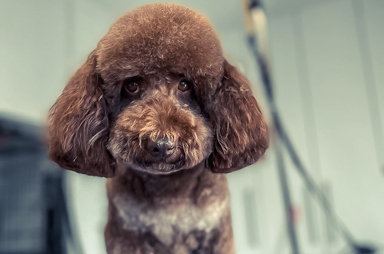 Hondentrimsalon Linden Lubbeek