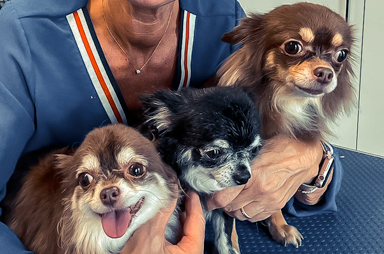 Hondentrimsalon Linden Lubbeek