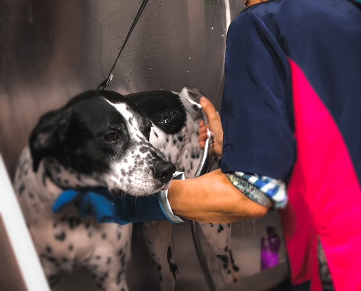 Hondenkapsalon Leuven wassen