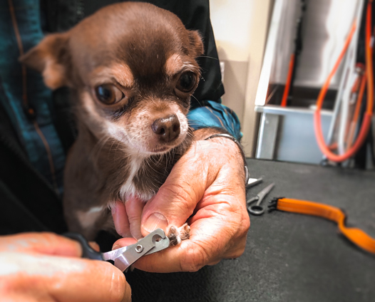 Hondenkapsalon Leuven nagels knippen